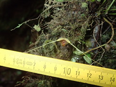 Scaphosepalum swertiifolium image