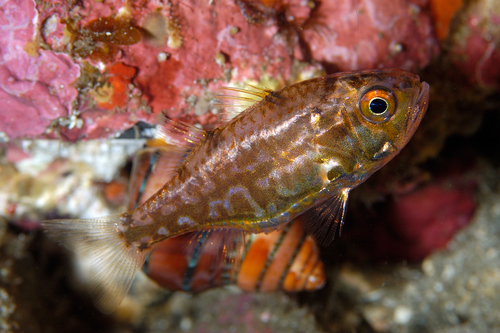 Siphamia argentea