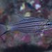 Intermediate Cardinalfish - Photo (c) Shigeru Harazaki, all rights reserved, uploaded by Shigeru Harazaki
