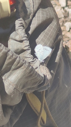 iNaturalist observation photo of Echo Azure