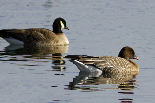 Pink-footed Goose