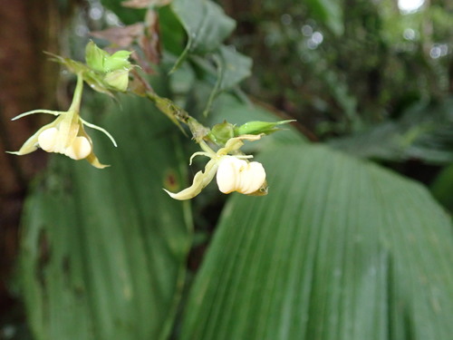 Epidendrum tropidioides image