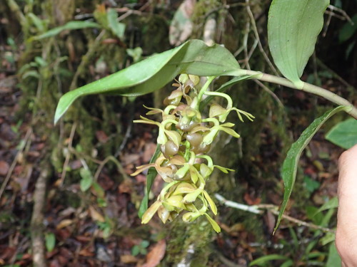 Epidendrum carchiense image