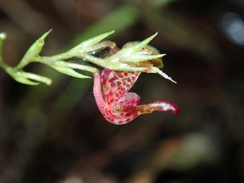 Scaphosepalum ophidion image