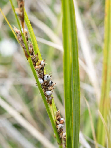 Carex sinclairii