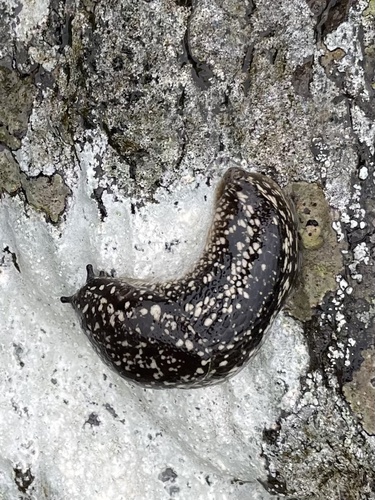 Kerry Slug