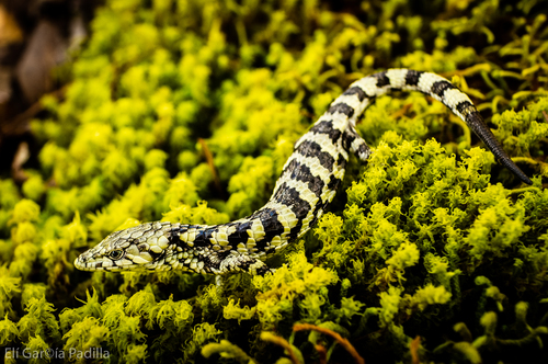 Oaxaca Arboreal Alligator Lizard