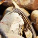 Brilliant Smooth-throated Lizard - Photo (c) Arturo Muñoz, all rights reserved, uploaded by Arturo Muñoz