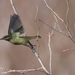 Vireo flavoviridis forreri - Photo (c) Sinead Gómez, todos os direitos reservados, enviado por Sinead Gómez