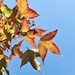 Sweetgum Family - Photo (c) johnchen_gd, all rights reserved