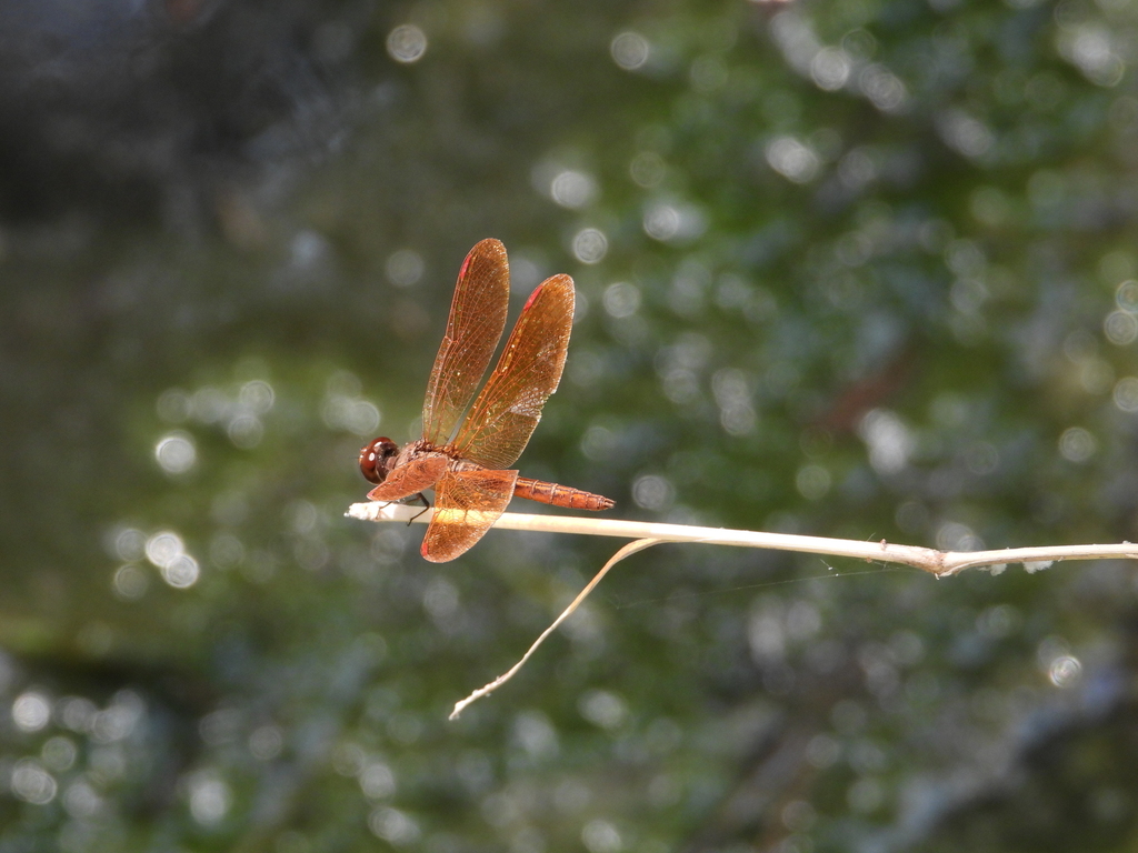 Slough Amberwing From Jardines Del Cañada, Cd Gral Escobedo, N.l 