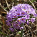 Primula fistulosa - Photo (c) snv2, all rights reserved, uploaded by snv2