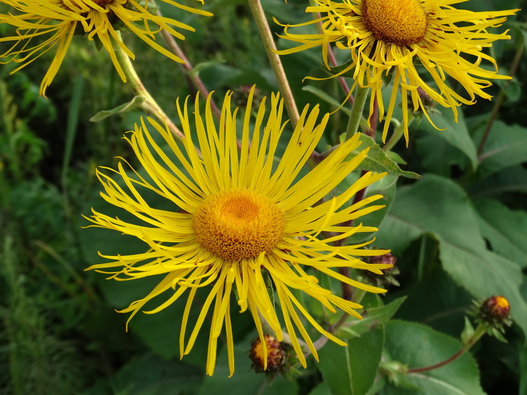 Inula helenium — a medium houseplant, prefers full sun light