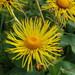 Elecampane - Photo (c) snv2, all rights reserved, uploaded by snv2