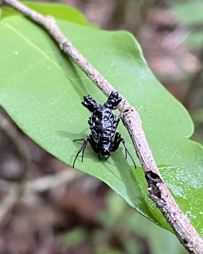 Micrathena triserrata