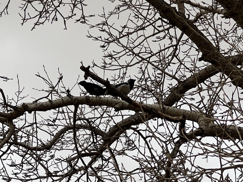 Daurian Jackdaw