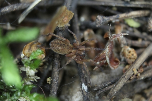 Agroeca brunnea