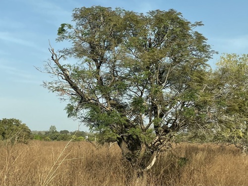 African locust bean