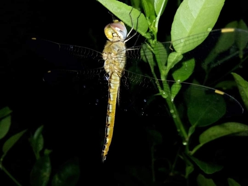 Wandering Glider
