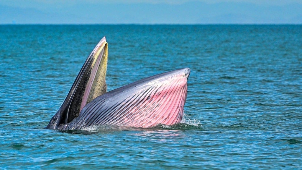 Eden's Whale from Gulf of Thailand, TH on June 24, 2023 at 12:59 PM by ...