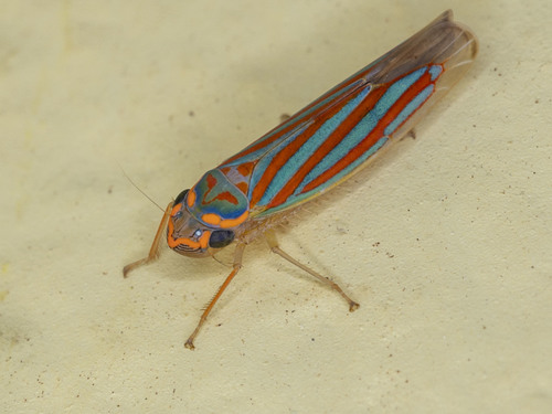 Ferrariana trivittata