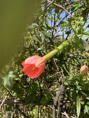 Passiflora mixta image