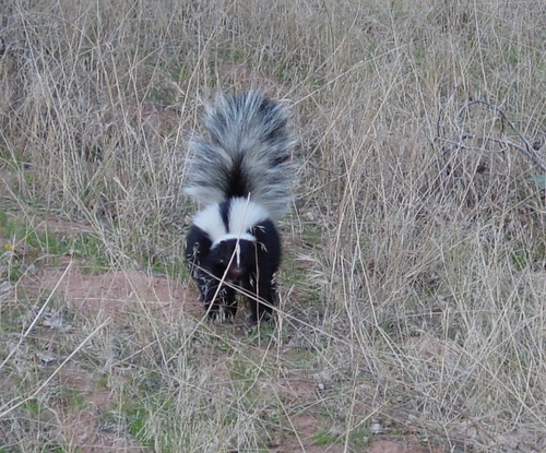 iNaturalist observation 2002-09-15
