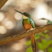Rufous-tailed Jacamar - Photo (c) Vinícius Rodrigues de Souza, all rights reserved, uploaded by Vinícius Rodrigues de Souza