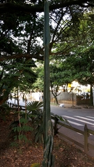 Cereus jamacaru image