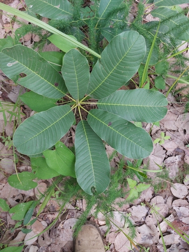 Shea Tree