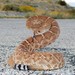 Red Diamond Rattlesnake - Photo (c) Matt Gruen, all rights reserved, uploaded by Matt Gruen
