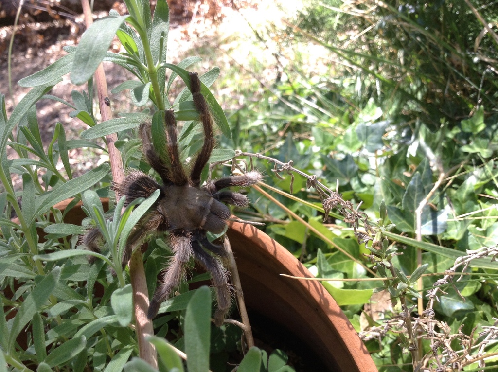 Johnny Cash Tarantula from 1616616482 Mount Whitney Dr, Fiddletown, CA