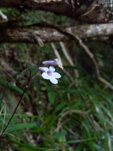Streptocarpus kentaniensis
