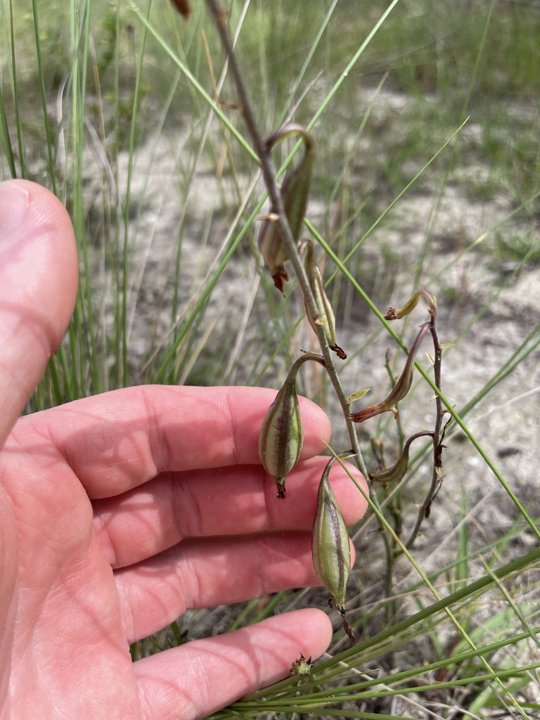 Chinese Crown Orchid from Jupiter, FL, US on June 24, 2023 at 1012 AM