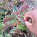Kalanchoe sexangularis - Photo 由 KGAOGELO ALEX RAMULIFHO 所上傳的 (c) KGAOGELO ALEX RAMULIFHO，保留所有權利