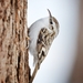 Eurasian Treecreeper - Photo (c) Михаил Кузьмин, all rights reserved, uploaded by Михаил Кузьмин