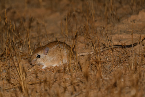 Buxton's Jird (Meriones sacramenti) — Vulnerable Mammalia