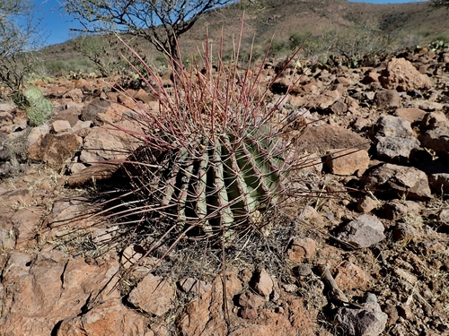 Emory's barrel cactus
