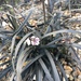 Ophiopogon planiscapus - Photo (c) davidbeadle, kaikki oikeudet pidätetään