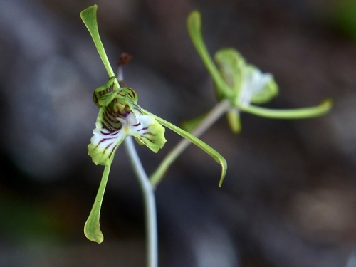 Eulophia spathulifera