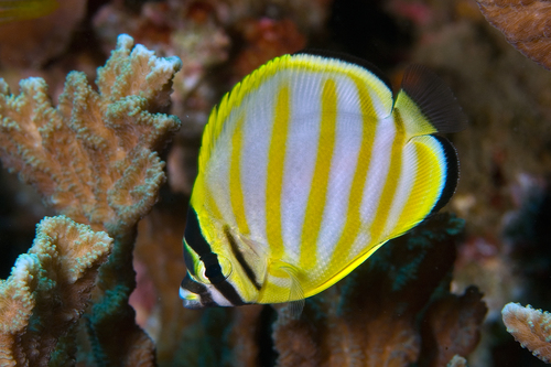 Ornate Butterflyfish
