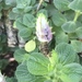 Plectranthus ornatus - Photo (c) ajitkumar16, כל הזכויות שמורות