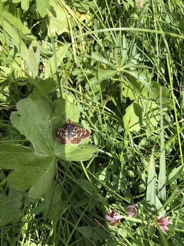 iNaturalist observation photo of Edith's Checkerspot