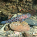 Leopard-spotted Goby - Photo (c) tamsynmann, all rights reserved, uploaded by tamsynmann