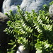 Pacific Sea Sandwort - Photo (c) snv2, all rights reserved, uploaded by snv2