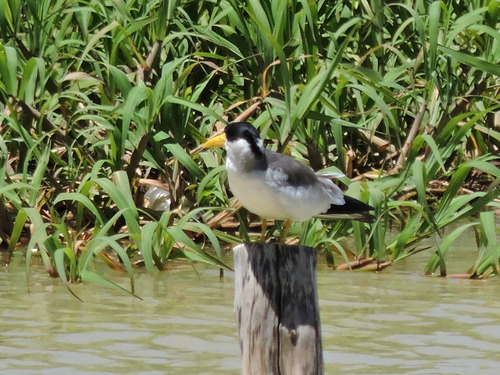 Large-billed Tern