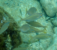 Salema
