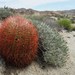 California Barrel Cactus - Photo (c) Michelle C. Torres-Grant, all rights reserved