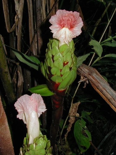 Costus guanaiensis