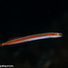 Gunnellichthys viridescens - Photo (c) Tim Cameron, todos los derechos reservados, subido por Tim Cameron